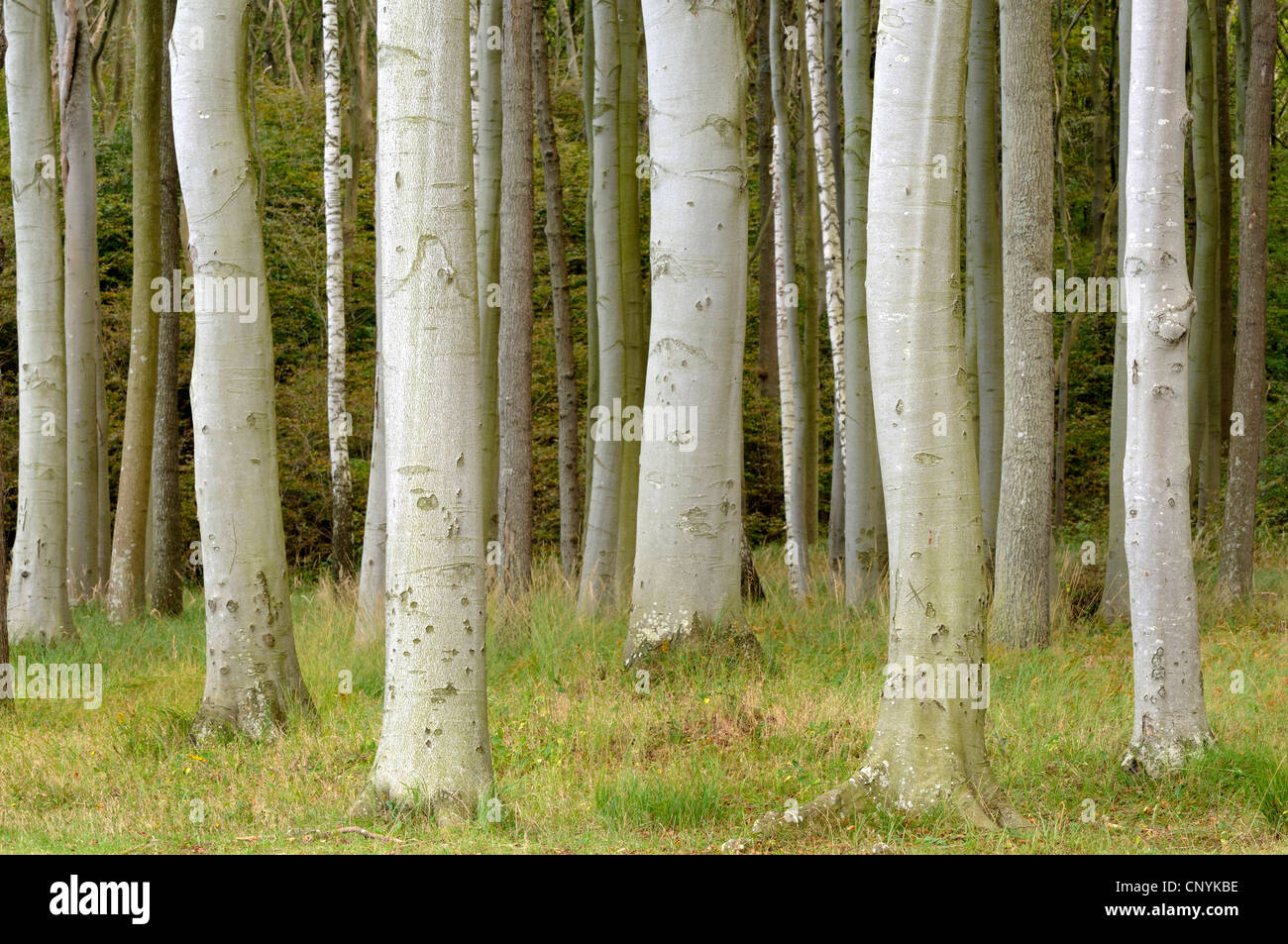Comune di faggio (Fagus sylvatica), tronchi faggio, Germania, Mecklenburg Vorpommern Foto Stock