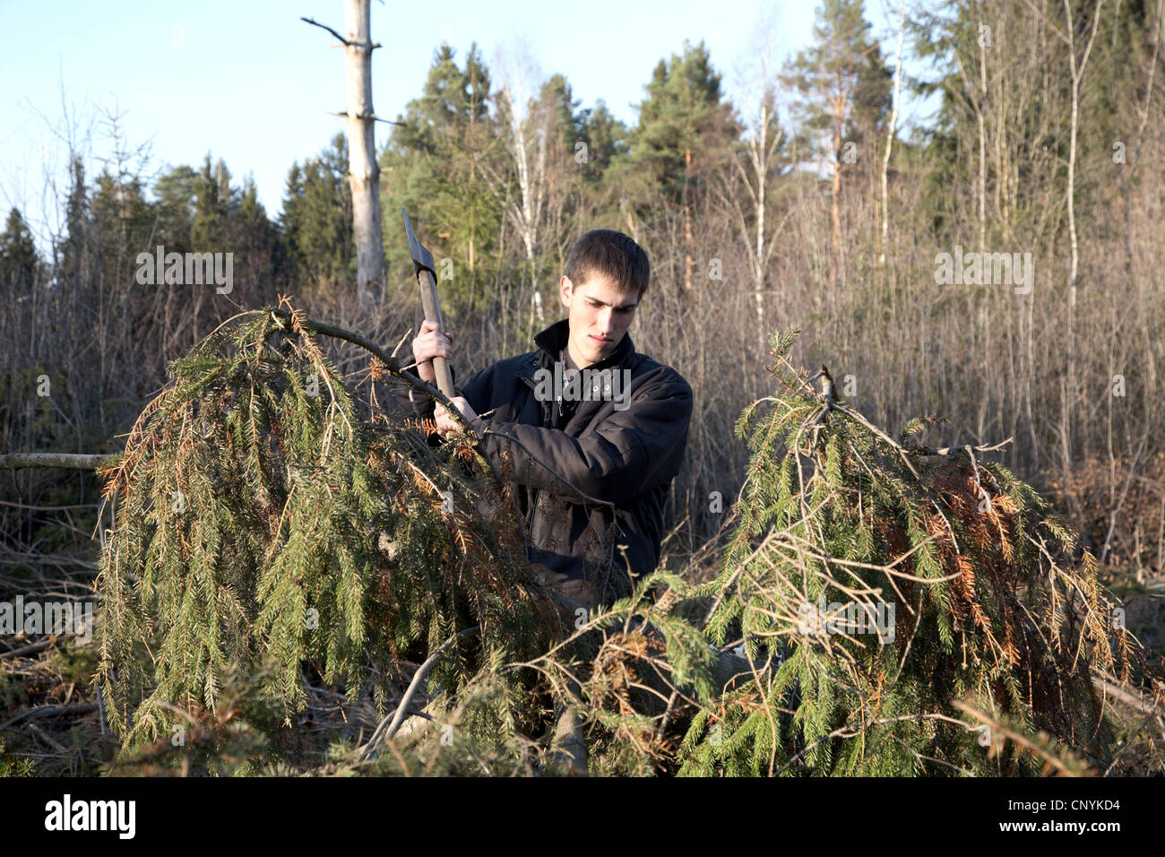 L'uomo con un'ascia guarda il tumbled giù il legno nel pomeriggio autunnale Foto Stock