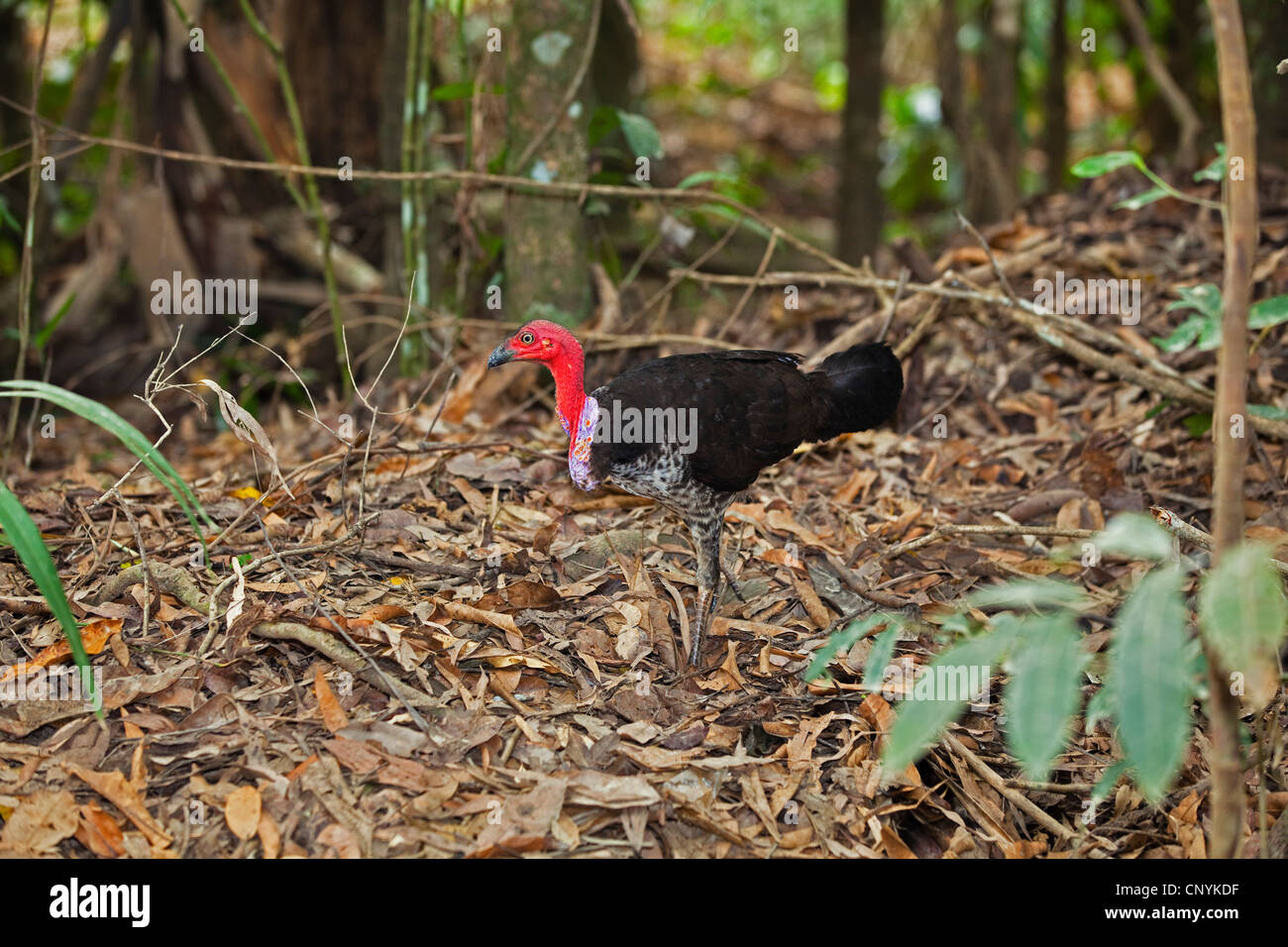 Spazzola turchia (Alectura lathami purpureicollis), maschio nella foresta pluviale su nest mound, Australia, Queensland, ferro gamma Parco Nazionale Foto Stock