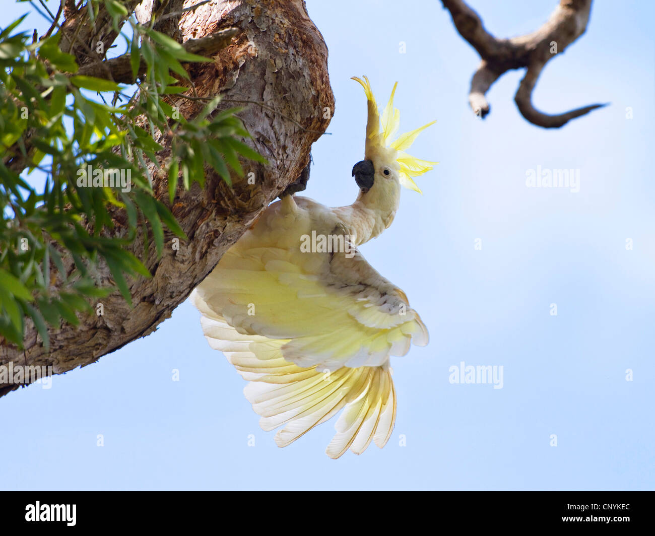 Zolfo-crested cockatoo (Cacatua galerita), su un ramo, Australia, Queensland, Cape York peninsula, ferro gamma Parco Nazionale Foto Stock