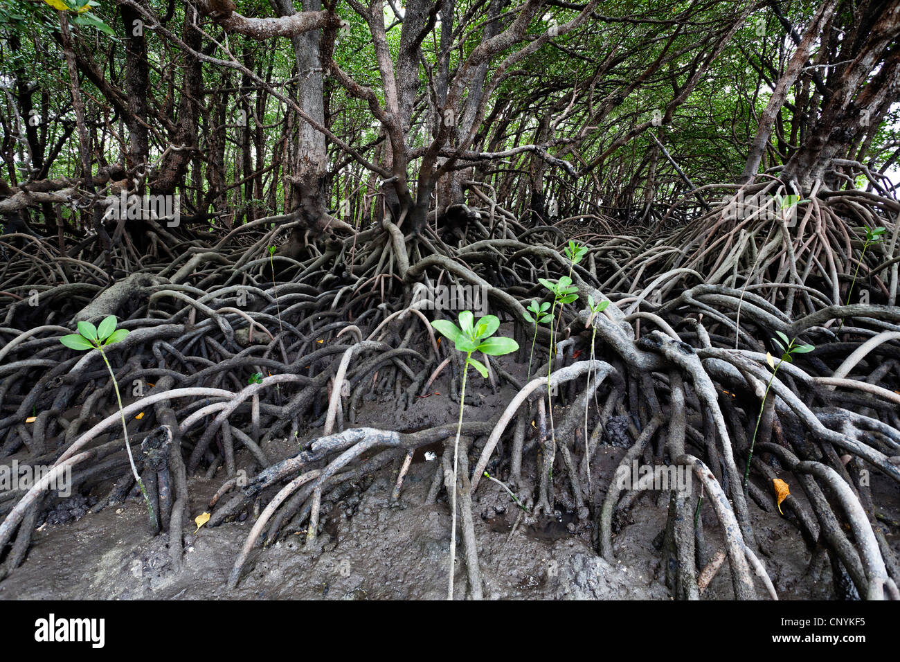 Mangrove su Cape York Peninsula, Australia, Queensland Foto Stock