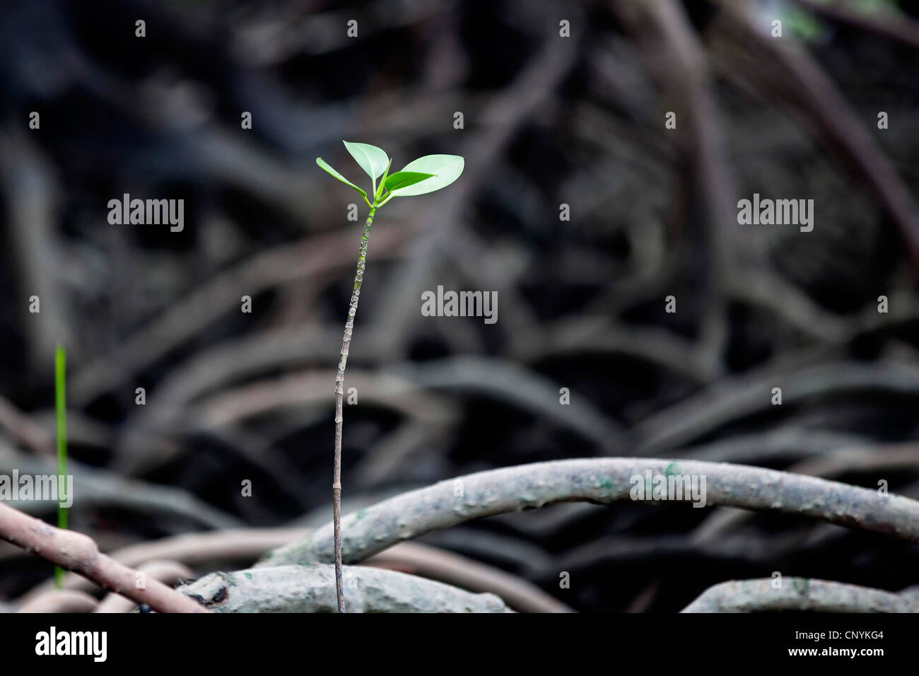 Mangrove su Cape York Peninsula, Australia, Queensland Foto Stock