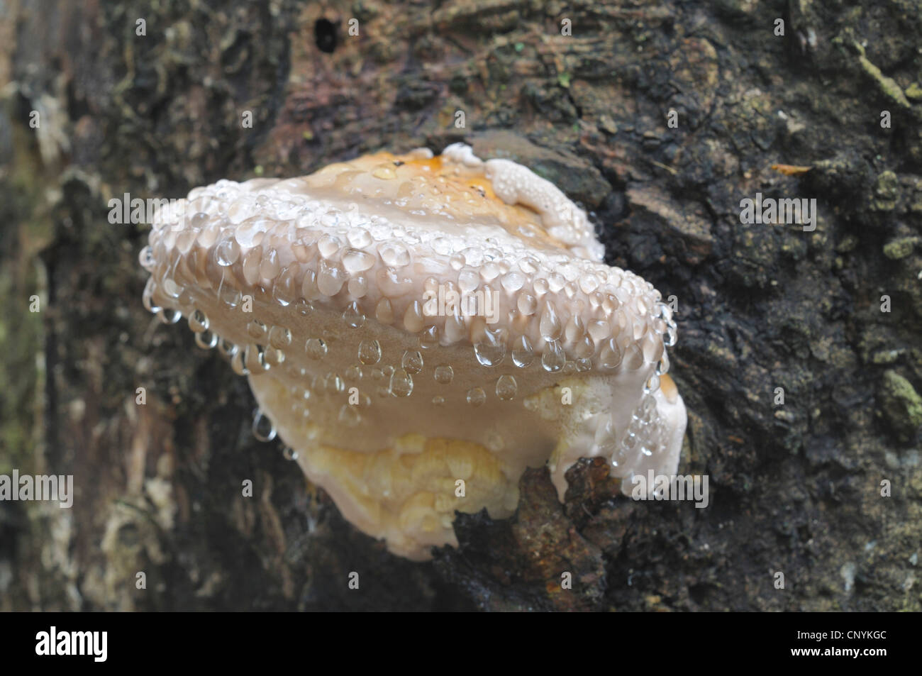 Brown friabile rot, rosso polypore nastrati (Fomitopsis pinicola), giovane fungo con guttation scende, Germania Foto Stock
