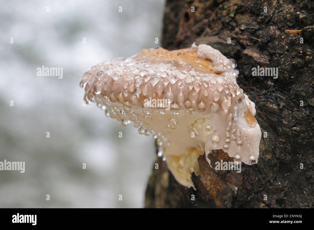 Brown friabile rot, rosso polypore nastrati (Fomitopsis pinicola), giovane fungo con guttation scende, Germania Foto Stock