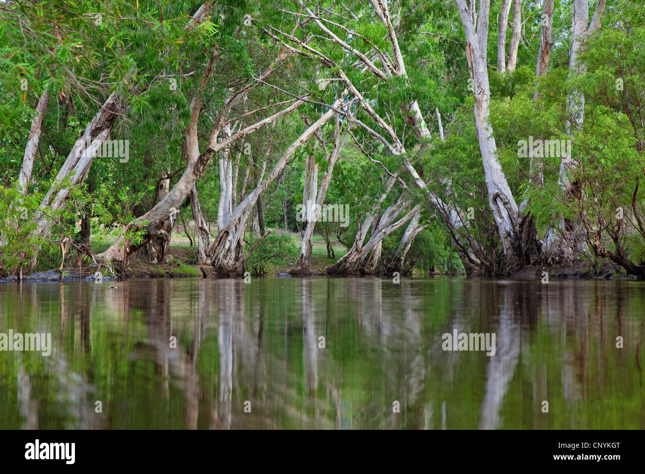 Alberi paperbark alla banca del fiume del fiume di Coen, Australia, Queensland, Cape York Peninsula Foto Stock