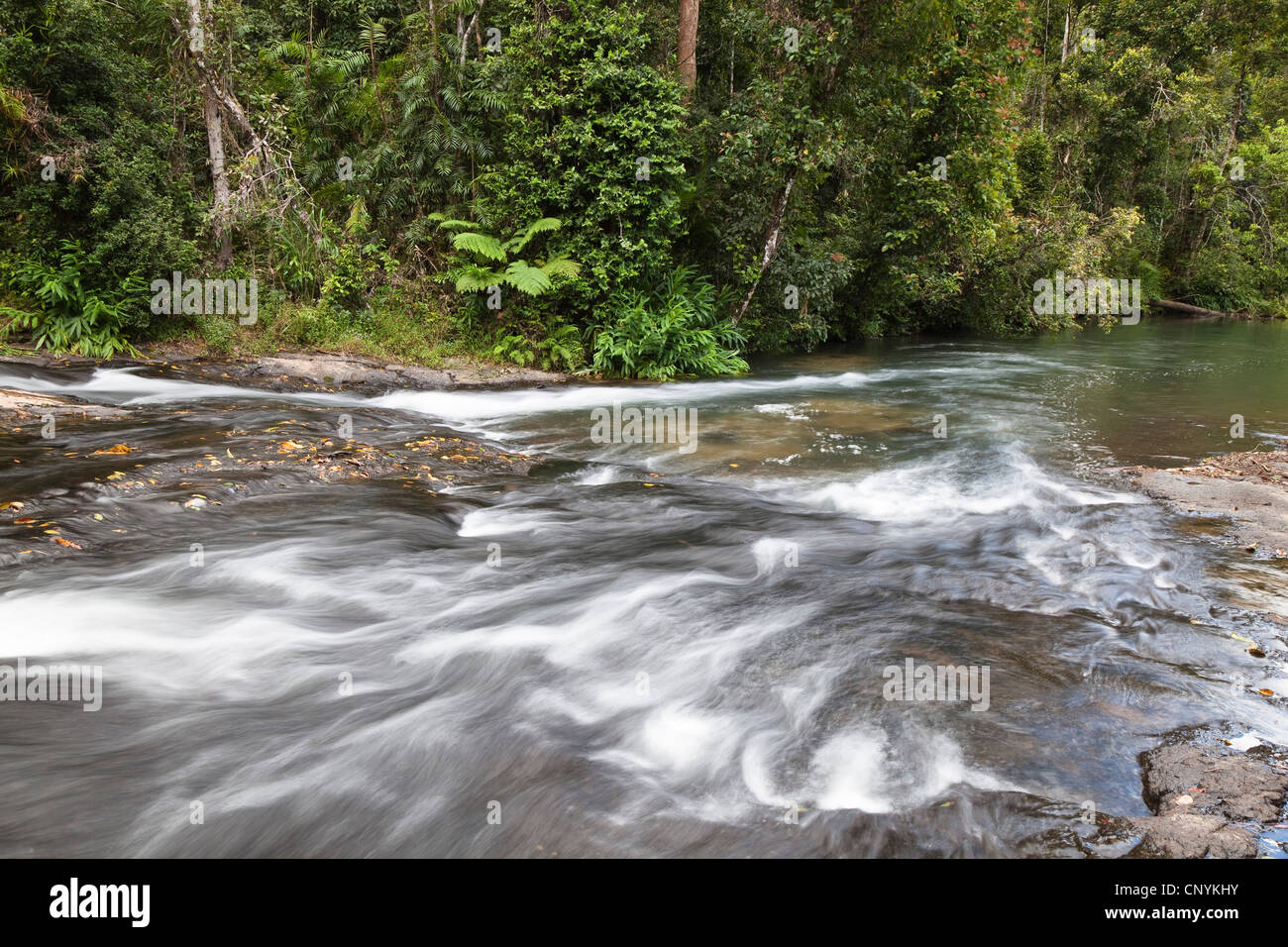 Gooligan Creek nella foresta pluviale, Australia, Queensland, Woonooroonan Parco Nazionale Foto Stock