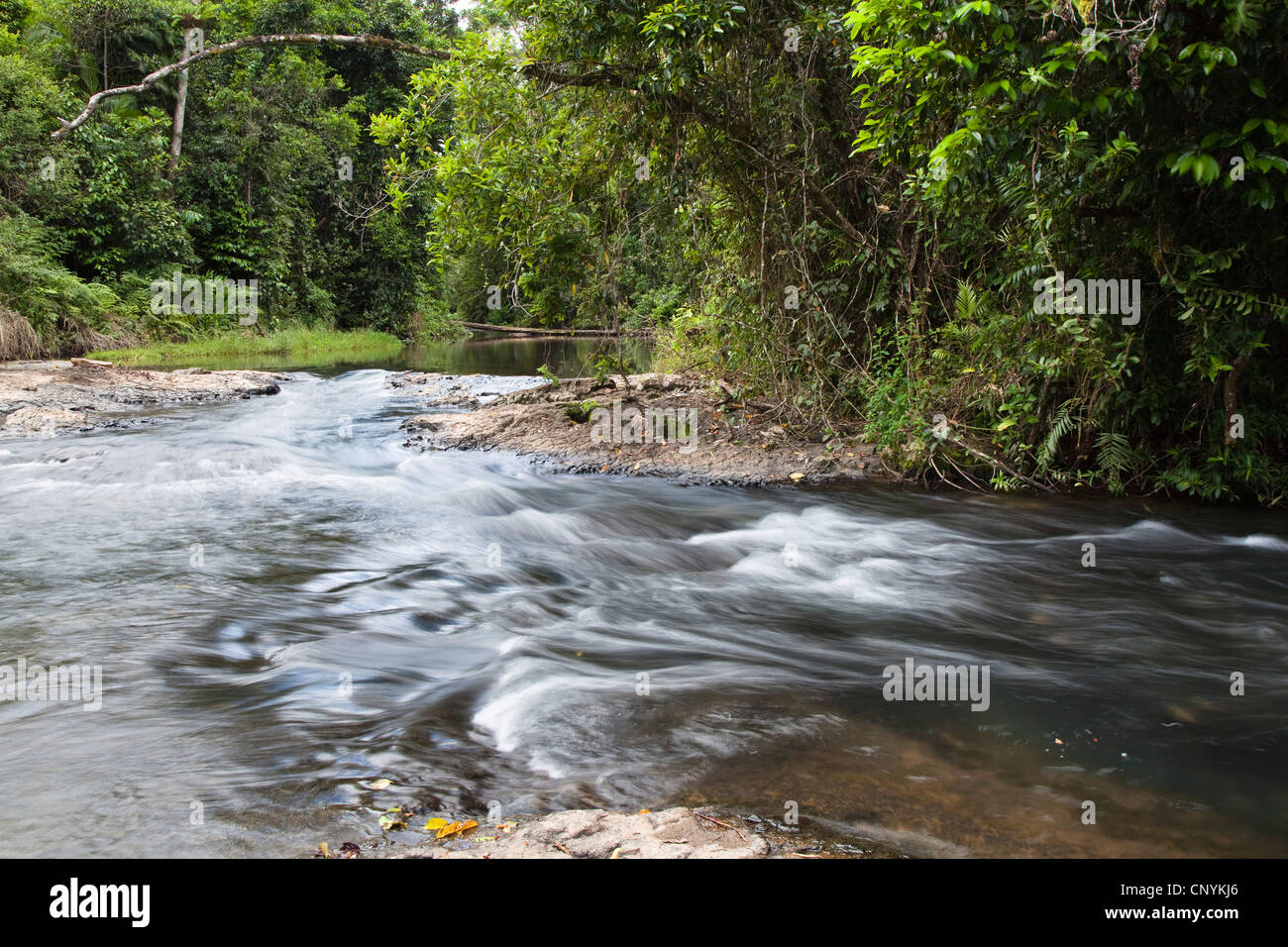 Gooligan Creek nella foresta pluviale, Australia, Queensland, Woonooroonan Parco Nazionale Foto Stock