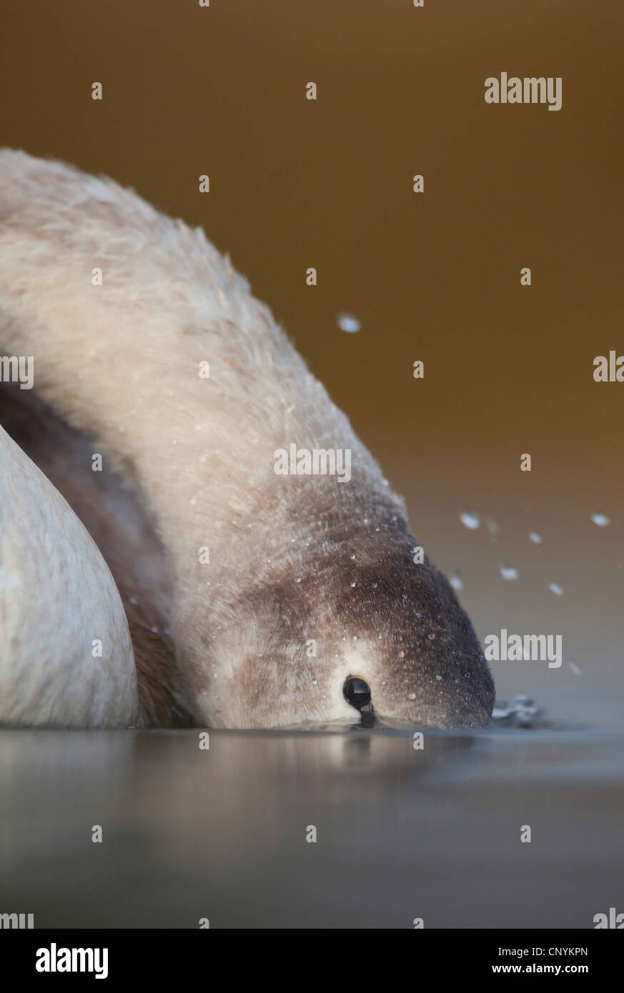 Cigno (Cygnus olor), il ritratto di un bambino con il becco in acqua, Regno Unito, Scozia, Fife Foto Stock