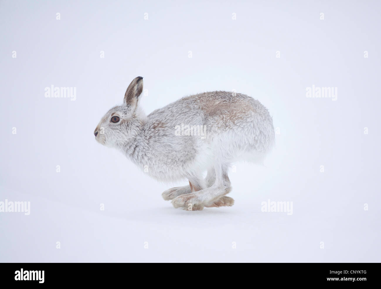 Lepre blu, la lepre bianca, white hare, Eurasian Arctic lepre (Lepus timidus), corsa sulla neve in inverno pelage Foto Stock