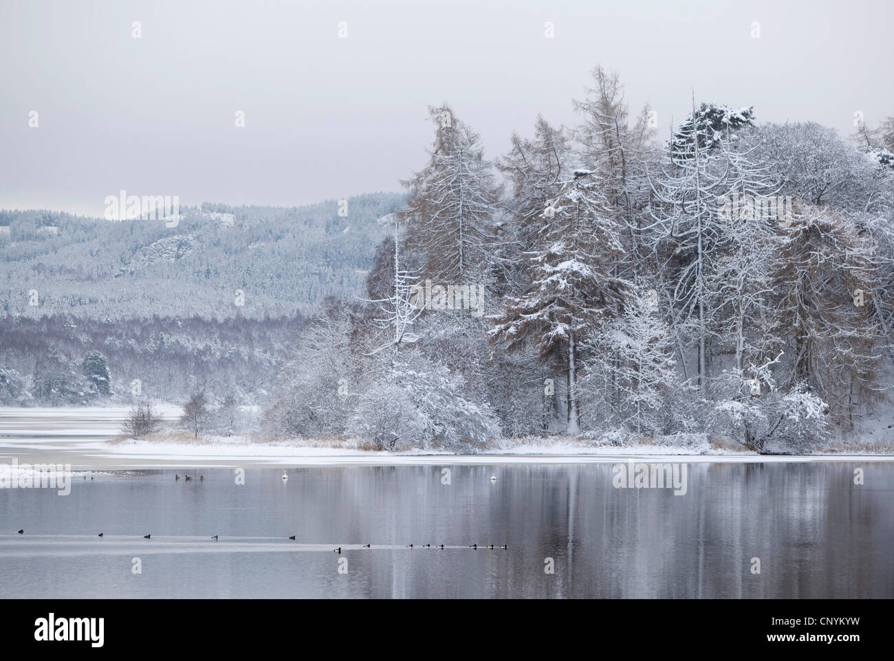Loch Insh in inverno, Regno Unito, Scozia, Cairngorms National Park Foto Stock
