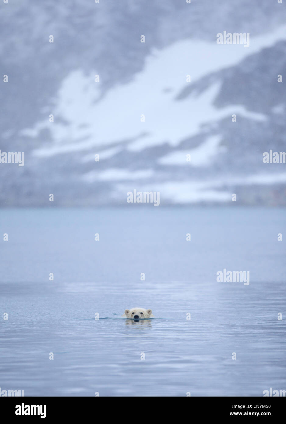 Orso polare (Ursus maritimus), nuoto in un fiordo vicino alla riva, Norvegia, Isole Svalbard, Norvegia Isole Svalbard Foto Stock