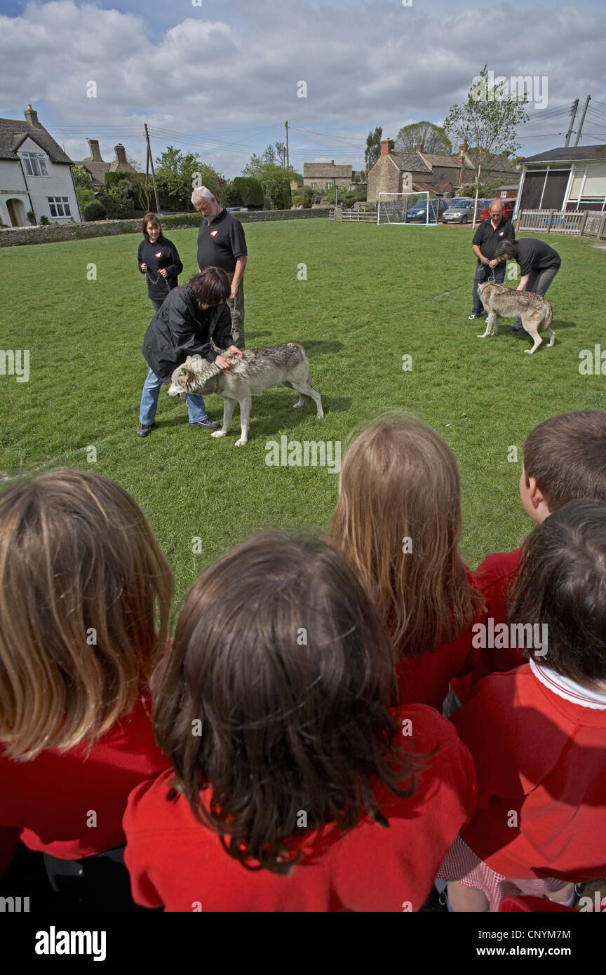 Unione lupo (Canis lupus lupus), visita di due addomesticare animali dalla UK Wolf Conservation Trust, Oxon, presso una scuola di base, Regno Unito Inghilterra Foto Stock