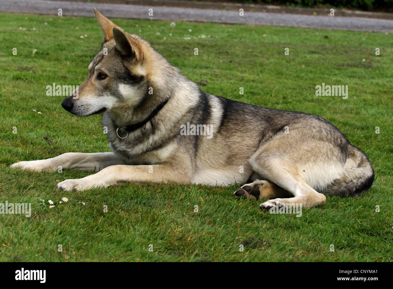 Saarloos Wolfdog (Canis lupus f. familiaris), giacente in un prato, Germania Foto Stock