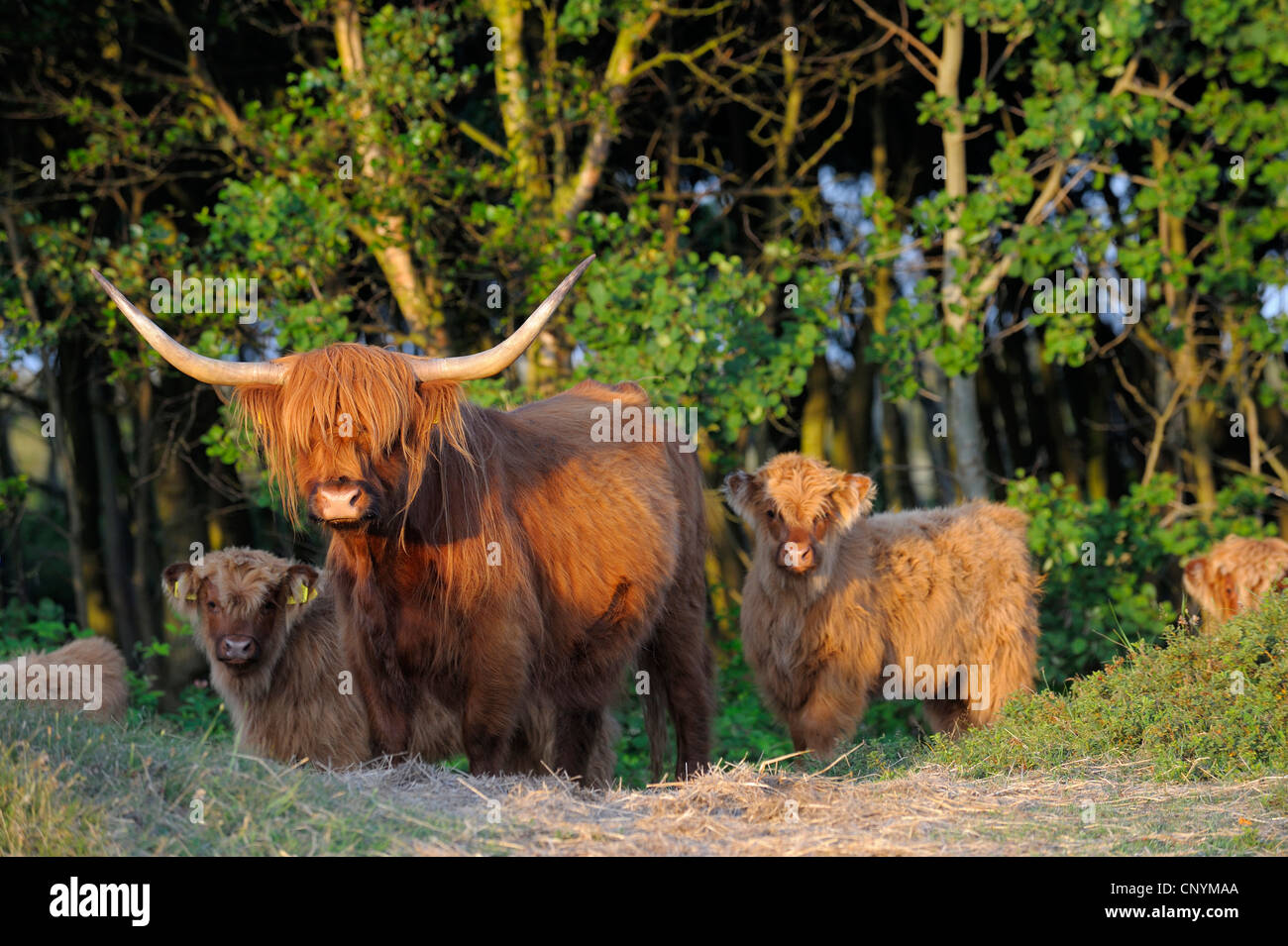 Gli animali domestici della specie bovina (Bos primigenius f. taurus), highland bovini, allevamento di vitelli in corrispondenza di un bordo della foresta, Paesi Bassi Paesi Bassi del Nord, Paesi Bassi, Texel Foto Stock