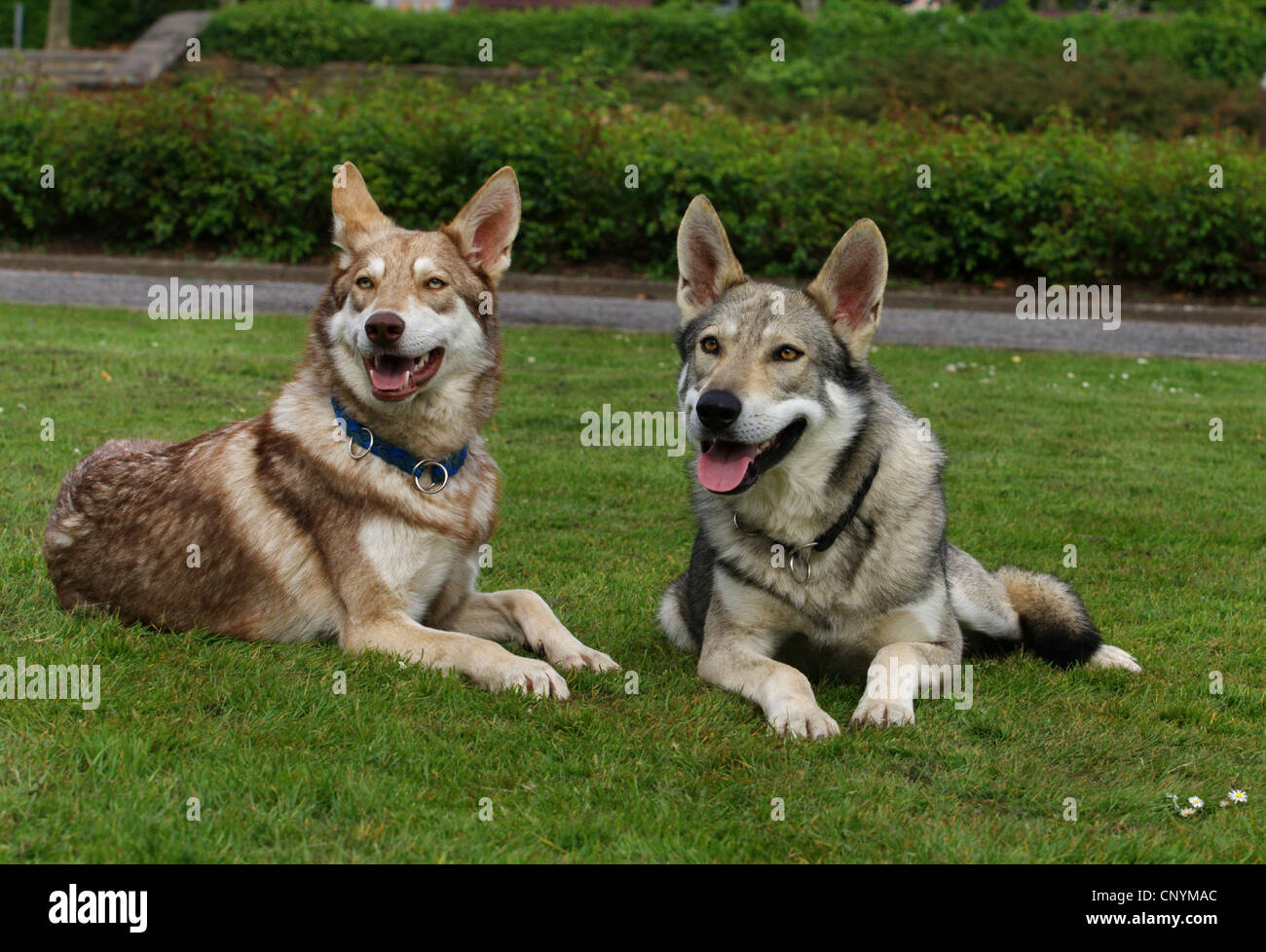 Saarloos Wolfdog (Canis lupus f. familiaris), due individui giacenti in un prato, Germania Foto Stock