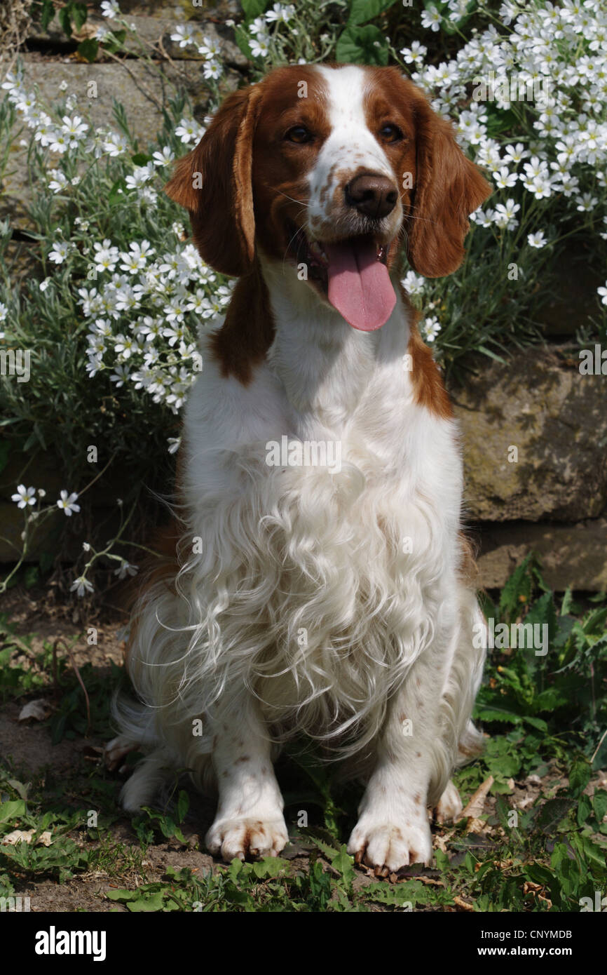 Welsh Springer Spaniel (Canis lupus f. familiaris), seduto davanti a una parete Foto Stock