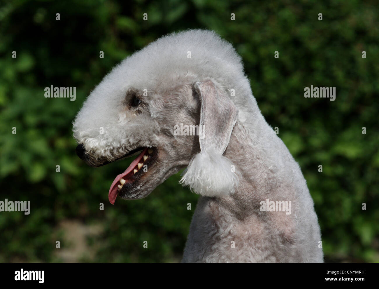 Bedlington Terrier (Canis lupus f. familiaris), ritratto, vista laterale Foto Stock