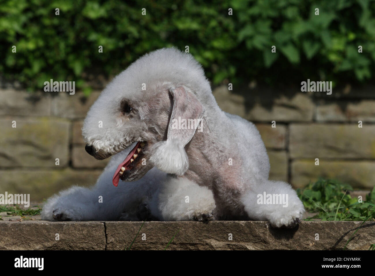 Bedlington Terrier (Canis lupus f. familiaris), che giace di fronte a una parete Foto Stock