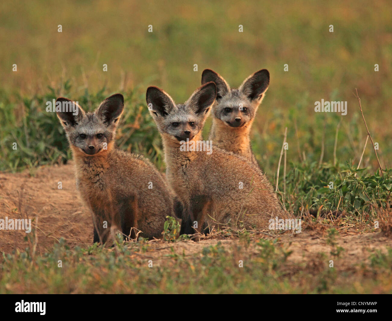 Bat-eared foxe (Otocyon megalotis), giovani Bat-eared volpi seduto in un prato, Tanzania Serengeti Foto Stock
