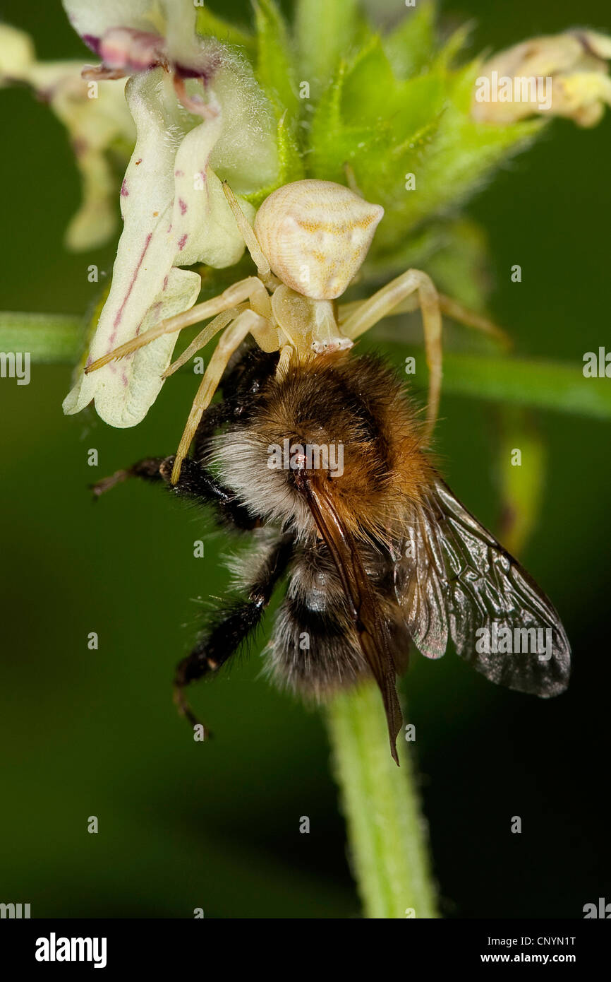 Il ragno granchio (Thomisus onustus), ben mimetizzata femmina su un fiore bianco con catturato umile bee, Germania Foto Stock