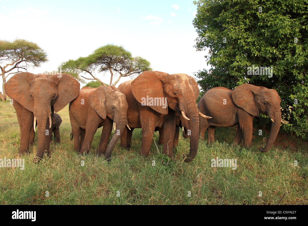 Savana Africana Elefanti Elefante africano (Loxodonta africana oxyotis), branco di elefanti a piedi nella savana, la Tanzania, il Parco Nazionale di Tarangire e Foto Stock
