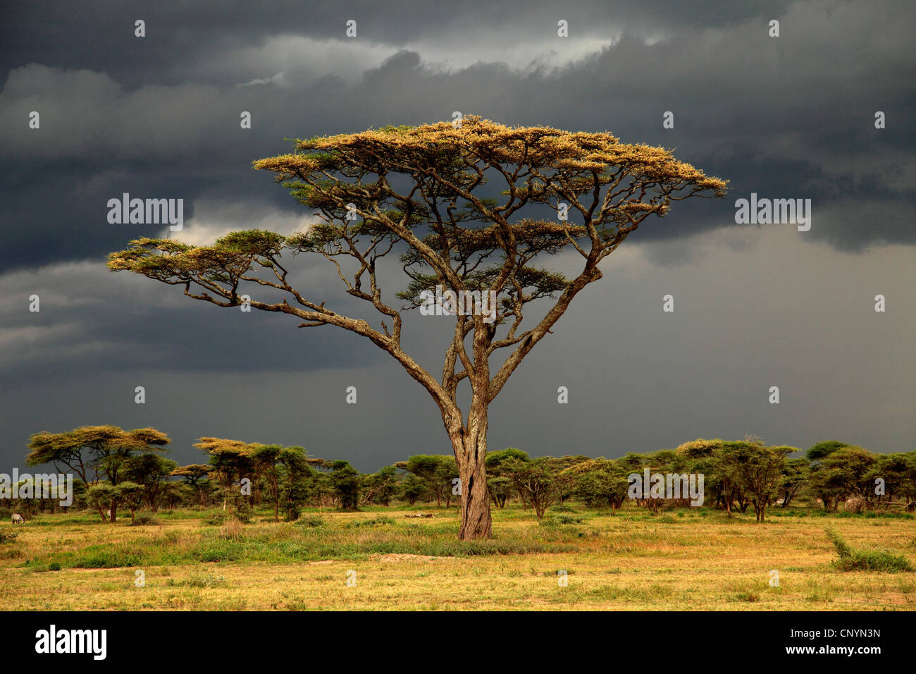 Blooming lasciato tree sotto il cielo nuvoloso scuro, Tanzania, Ngorongor Area di Conservazione Foto Stock