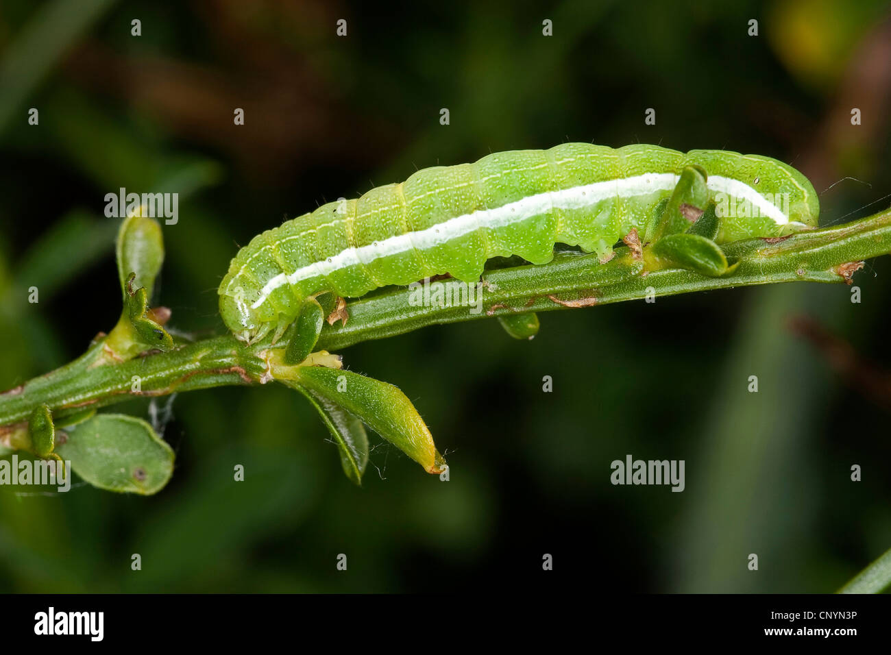 Carattere ebraico (Orthosia gothica), Caterpillar, Germania Foto Stock