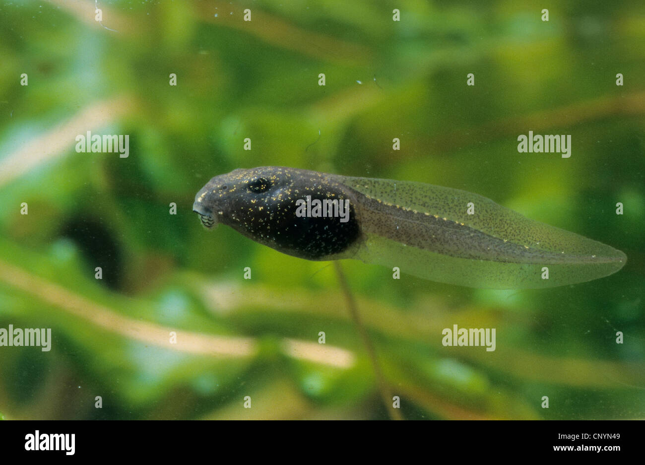 Rana comune, erba (rana temporaria rana), 4-5 settimane tadpole, Germania Foto Stock