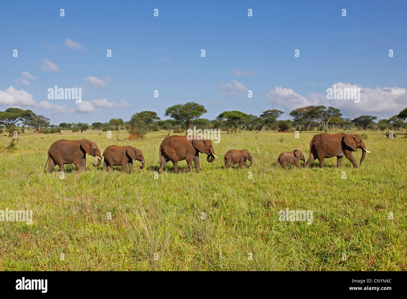 Savana Africana Elefanti Elefante africano (Loxodonta africana oxyotis), allevamento di animali giovani a piedi nella savana, la Tanzania, il Parco Nazionale di Tarangire e Foto Stock