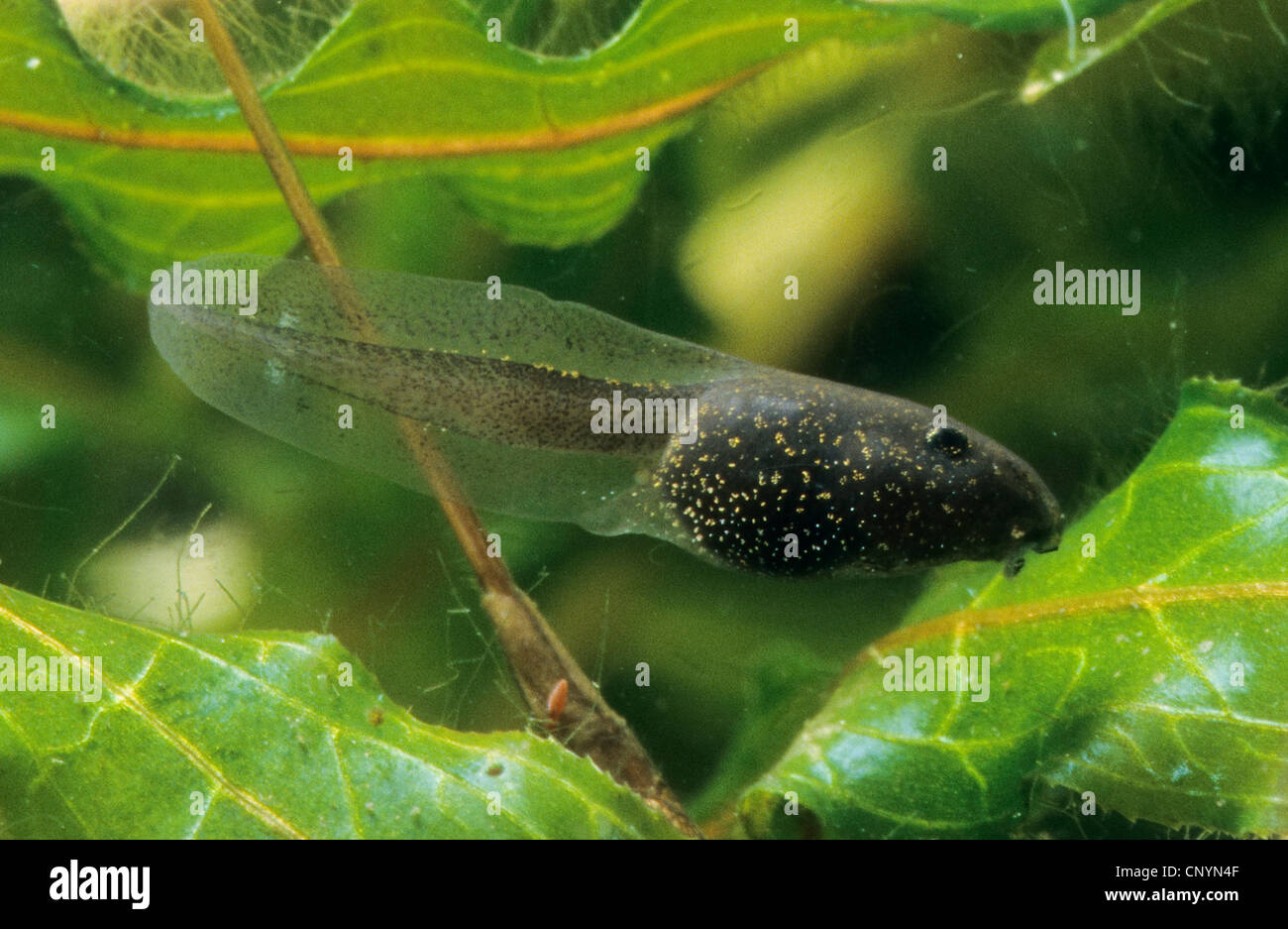Rana comune, erba (rana temporaria rana), 4-5 settimane tadpole, Germania Foto Stock