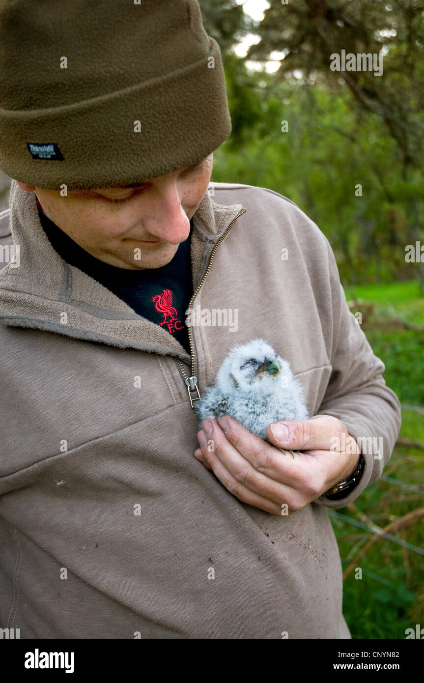 Eurasian allocco (Strix aluco), su un conservatore la mano pronta per la suoneria, Regno Unito, Scozia, Highlands scozzesi Foto Stock