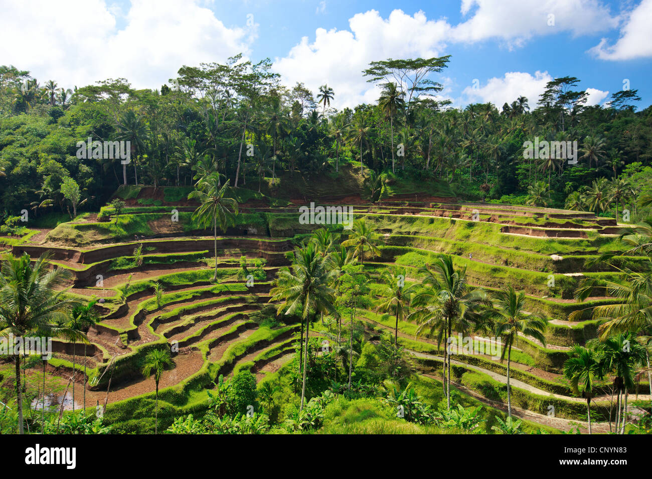 Terrazze di riso, Indonesia Bali Foto Stock