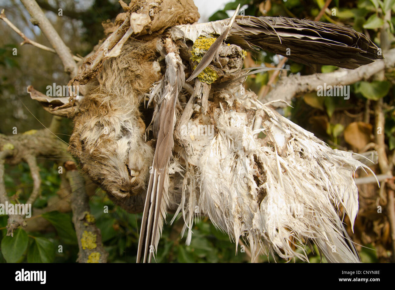 Curiosità di coniglio morto apparentemente fusi con un uccello nel bosco in Blaxhall Suffolk Foto Stock