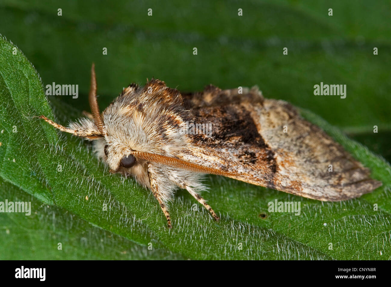 Dado albero di tussock (coryli colocasia), seduta su una foglia, Germania Foto Stock