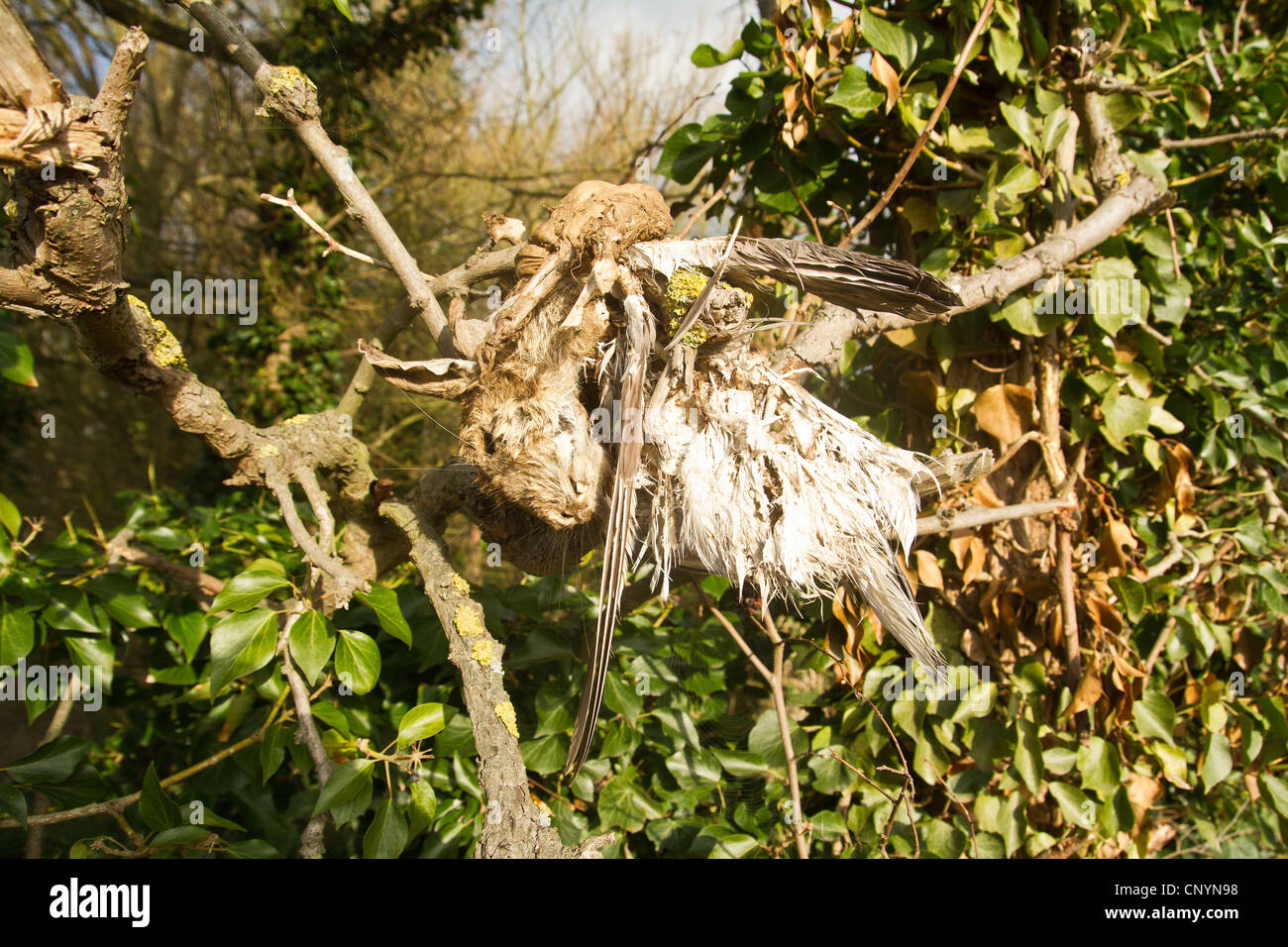 Curiosità di coniglio morto apparentemente fusi con un uccello nel bosco in Blaxhall Suffolk Foto Stock