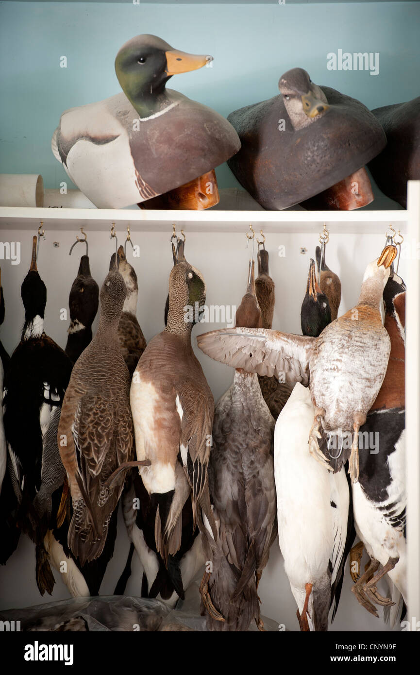 Taxidermic uccelli acquatici appendere ad essere utilizzati per il modello della pittura. Foto Stock