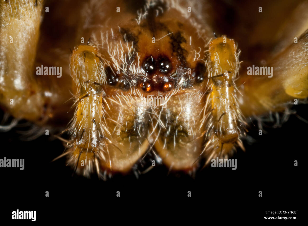 Croce orbweaver, giardino europeo spider, cross spider (Araneus diadematus), ritratto, 8 occhi e chelicerae, Germania Foto Stock