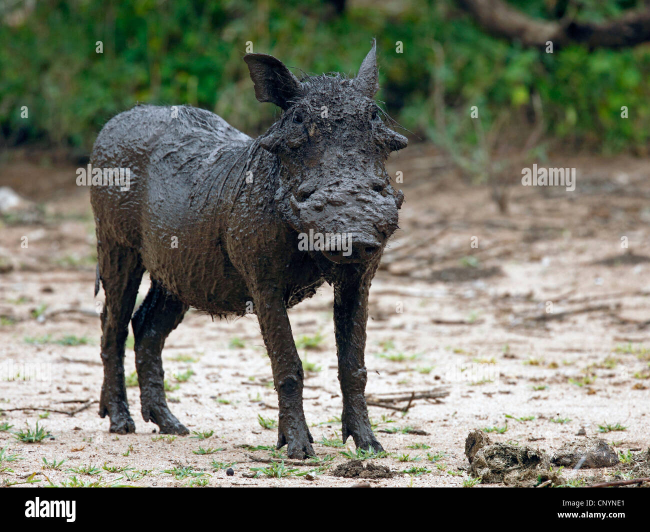 Cape warthog, Somali warthog, deserto warthog (Phacochoerus aethiopicus), abbastanza sudicia warthog, Tanzania Lake Manyara National Park Foto Stock