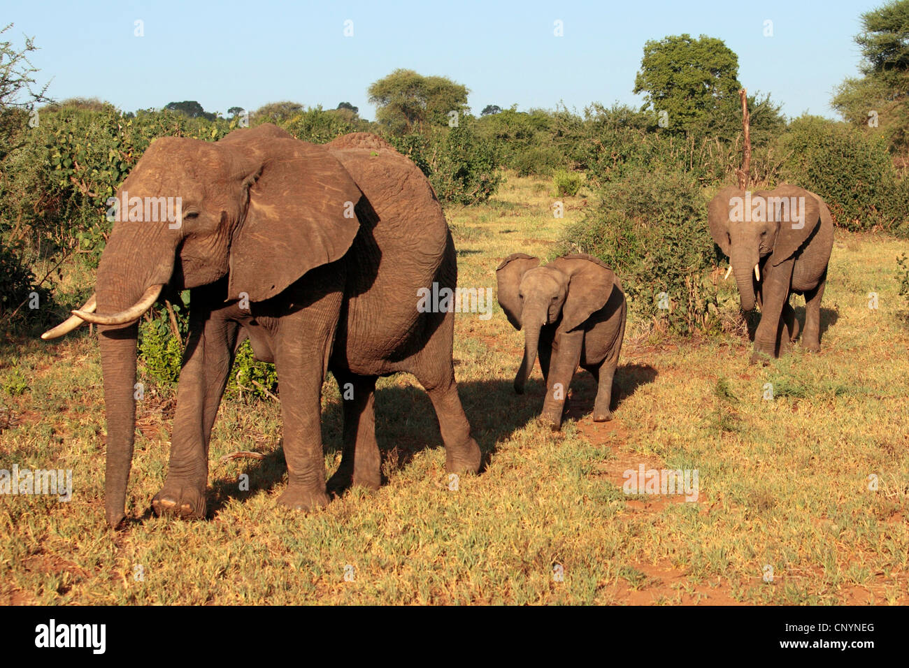 Savana Africana Elefanti Elefante africano (Loxodonta africana oxyotis), cuccioli a seguito della loro madre, la Tanzania, il Parco Nazionale di Tarangire e Foto Stock