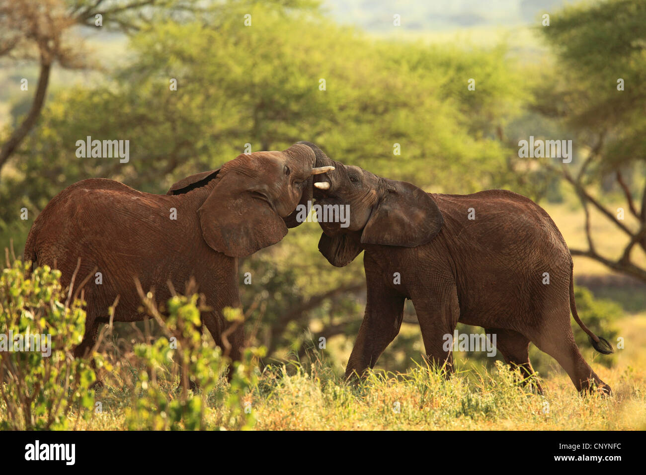 Savana Africana Elefanti Elefante africano (Loxodonta africana oxyotis), individui giovani insieme giocando, Tanzania, Parco Nazionale di Tarangire e Foto Stock