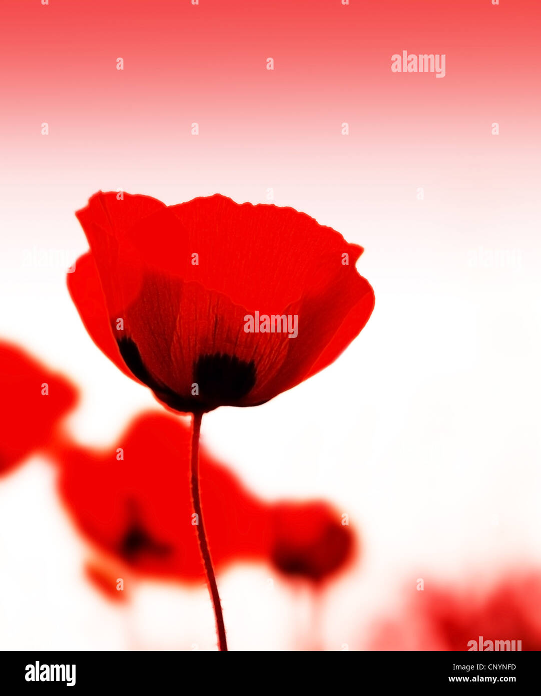 Papavero rosso fiori prato con selective soft focus Foto Stock