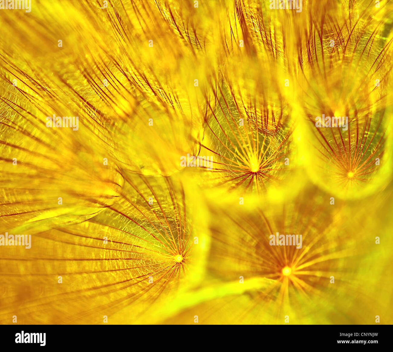 Abstract di tarassaco sfondo floreale, extreme closeup con soft focus, la bellissima natura dettagli Foto Stock
