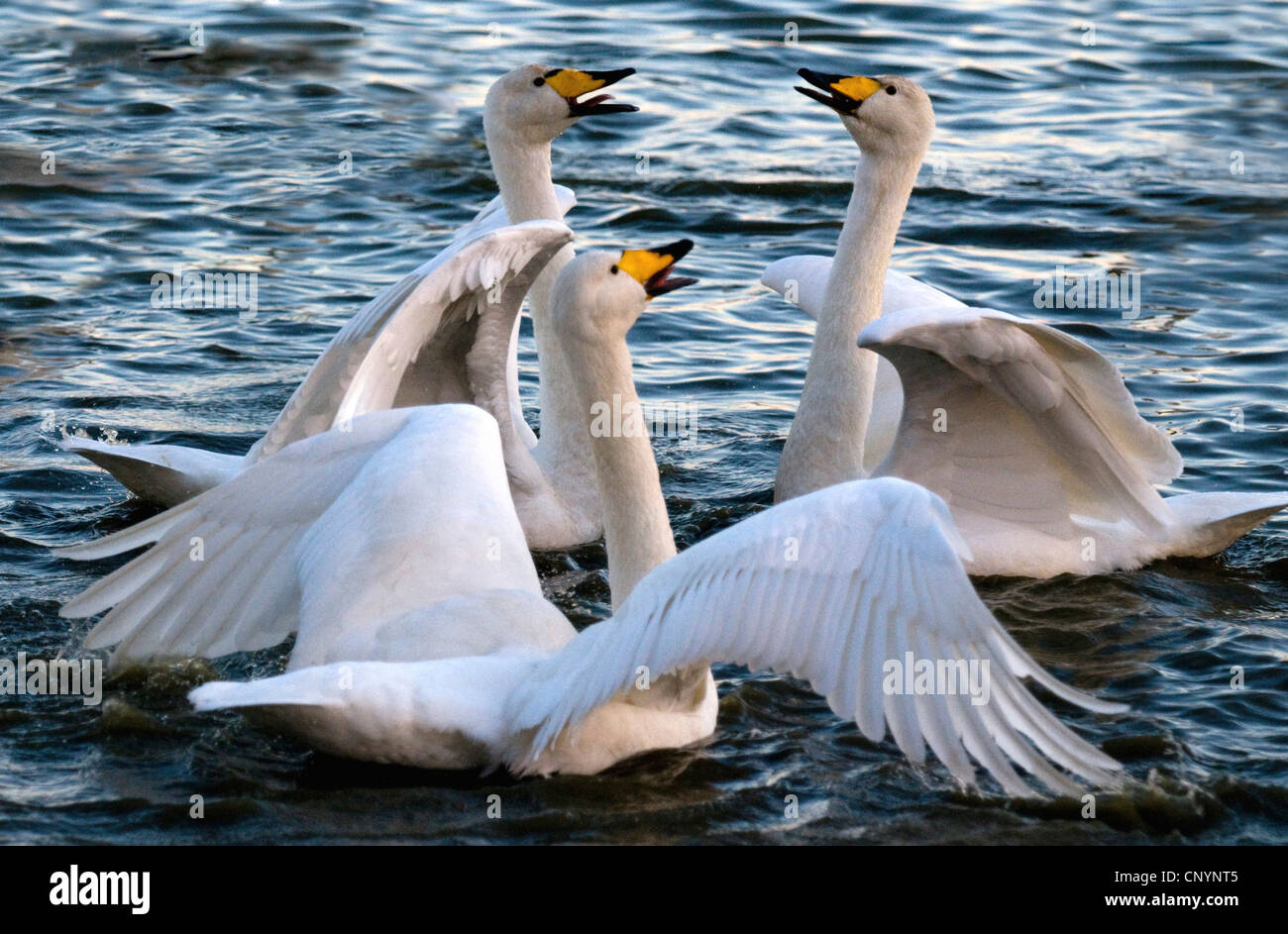 Whooper swan (Cygnus Cygnus), tre uccelli sull'acqua saluto, Regno Unito, Scozia, Solway Firth Foto Stock