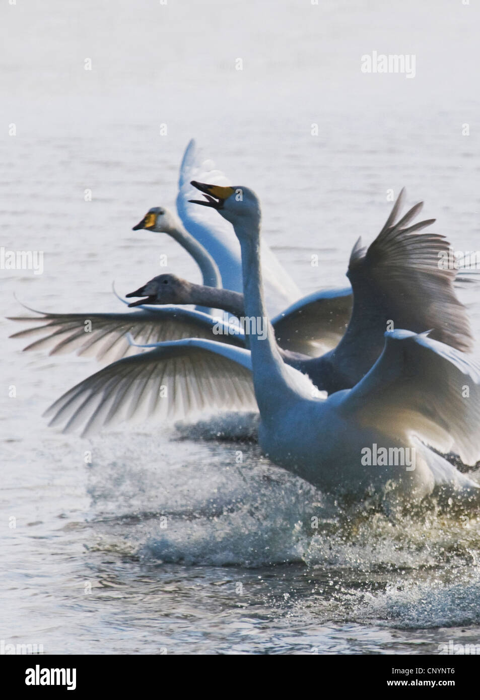 Whooper swan (Cygnus Cygnus), tre uccelli atterraggio affiancate sull'acqua, Regno Unito, Scozia, Solway Firth Foto Stock