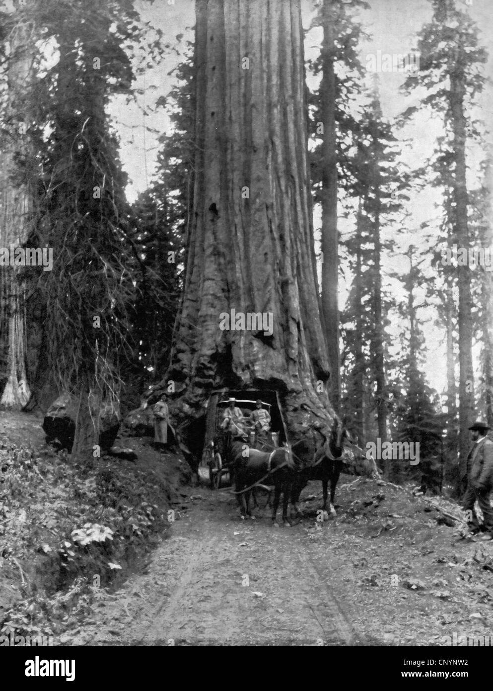 Wawona, grande albero, Mariposa Grove, California - Un cavallo e un giro in carrozza attraverso il tronco di una sequoia gigante, circa 1890 Foto Stock
