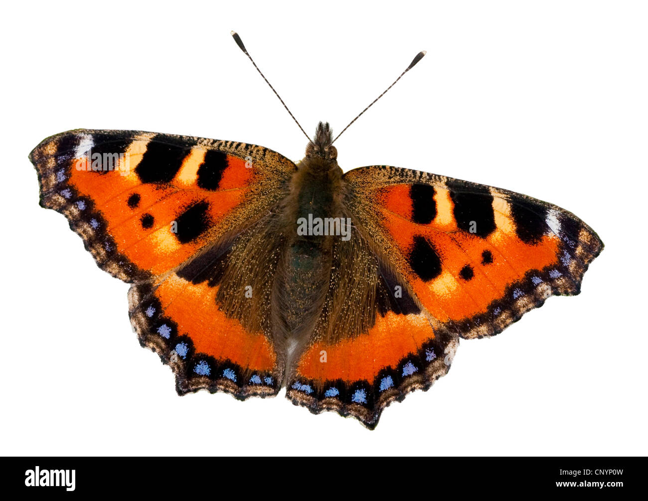 Piccola tartaruga (Aglais urticae), ritaglio Foto Stock