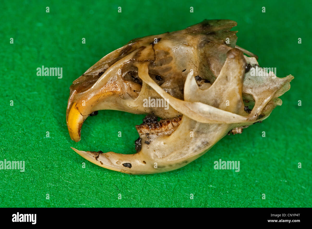 Il barbagianni (Tyto alba), il cranio e la mascella inferiore di un mouse, non digerito di residui di cibo da una pastiglia Foto Stock