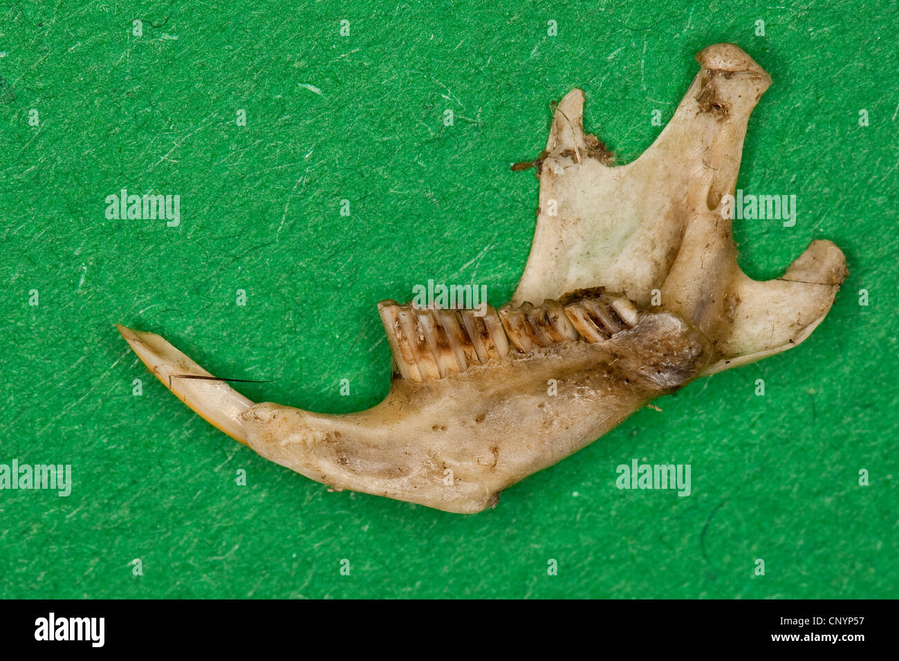 Il barbagianni (Tyto alba), la ganascia inferiore di un mouse, non digerito di residui di cibo da una pastiglia Foto Stock