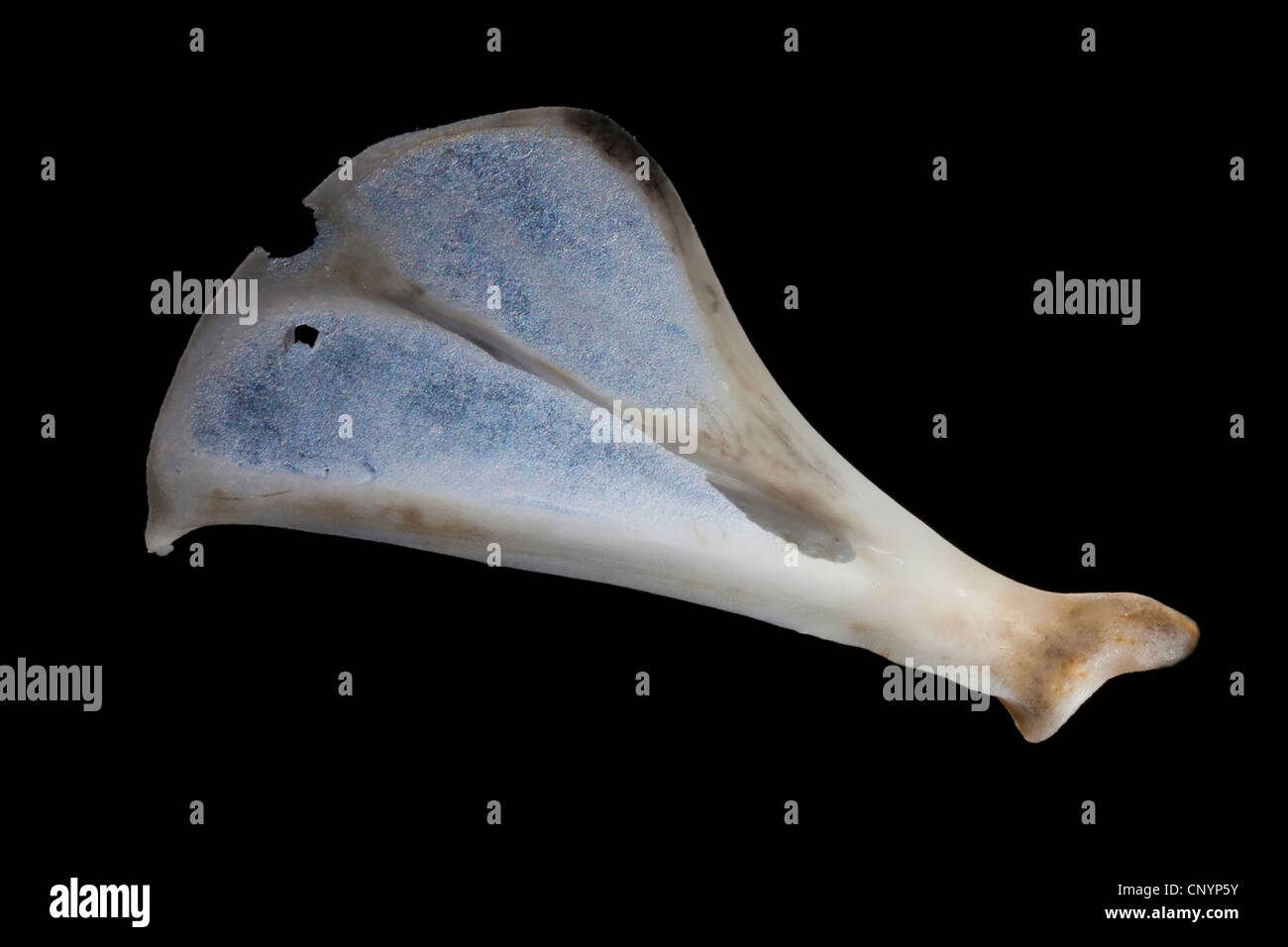 Il barbagianni (Tyto alba), bladebone di un mouse, non digerito di residui di cibo da una pastiglia Foto Stock
