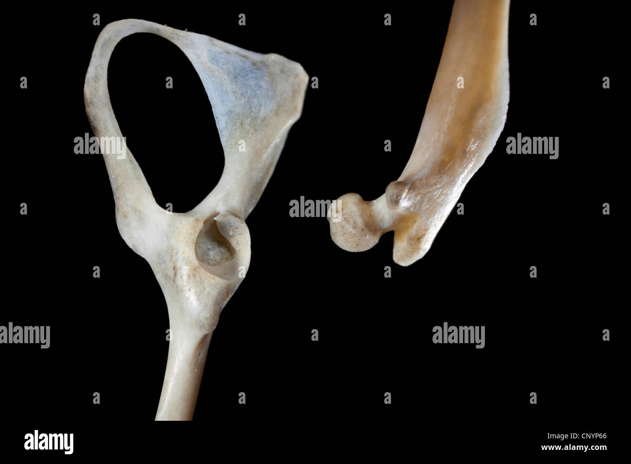 Il barbagianni (Tyto alba), pelvico e del femore di un mouse, non digerito di residui di cibo da una pastiglia Foto Stock